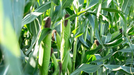 Growing corn on the stock